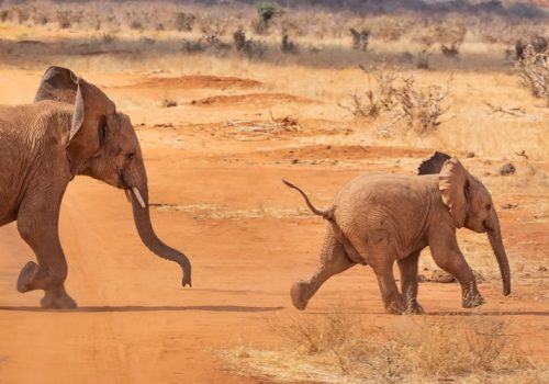 12 Days Combined Wildlife and Gorilla Trekking Adventure