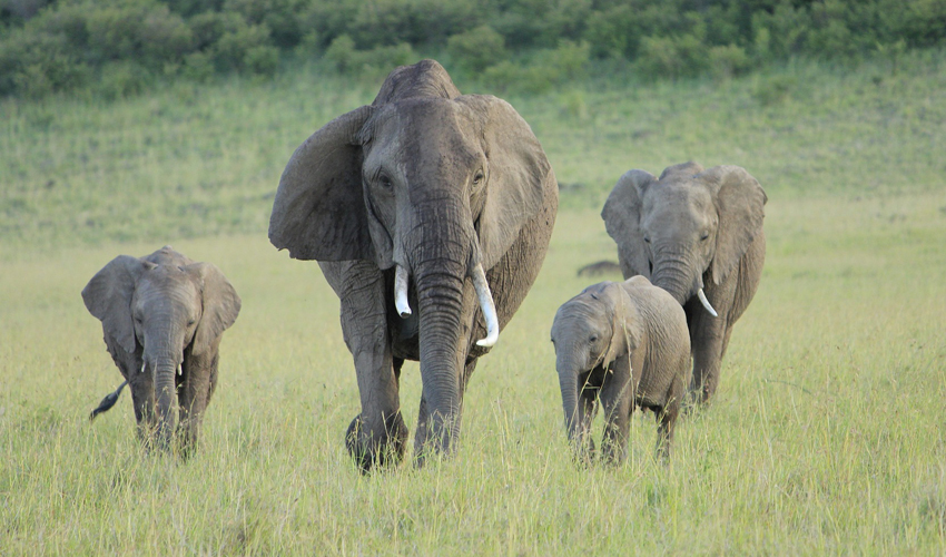 3 Days Kenya Safari to Amboseli National Park