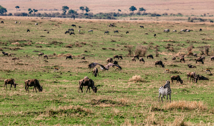 5 Days Exploring Masai Mara and Lake Nakuru