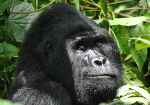 Bwindi Impenetrable National Park