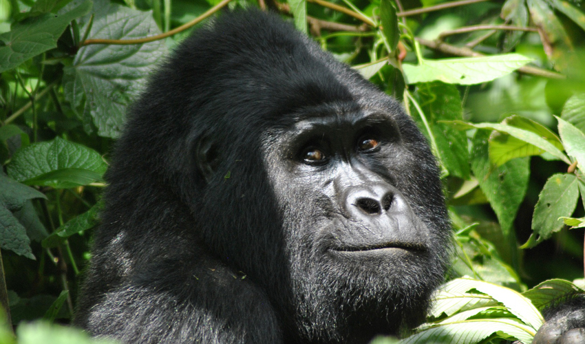 Bwindi Impenetrable National Park