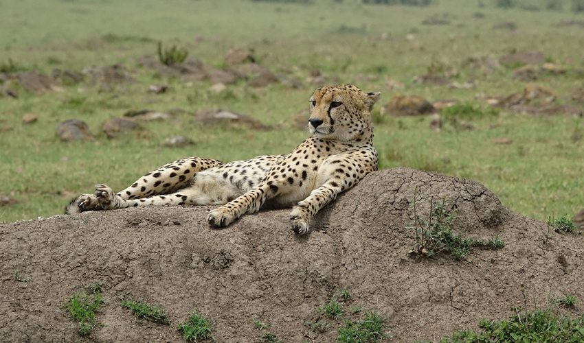 6 Days Kenya Wildlife Safari Adventure