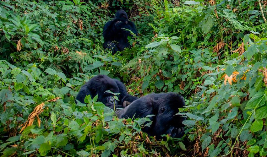 5 Days Gorilla Trekking in Rwanda