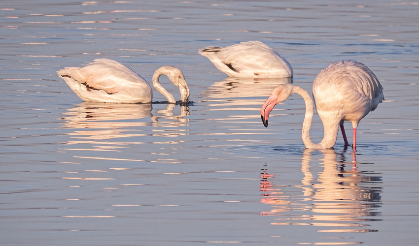3 Days Lake Nakuru National Park Tour