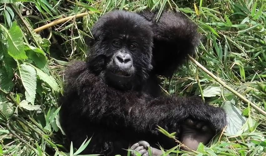 5 Days Gorilla Trekking Tour in Rwanda