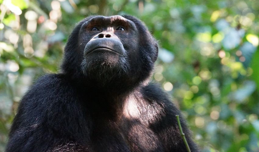 Kibale Forest National Park