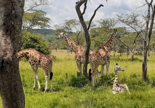 Lake Mburo National Park