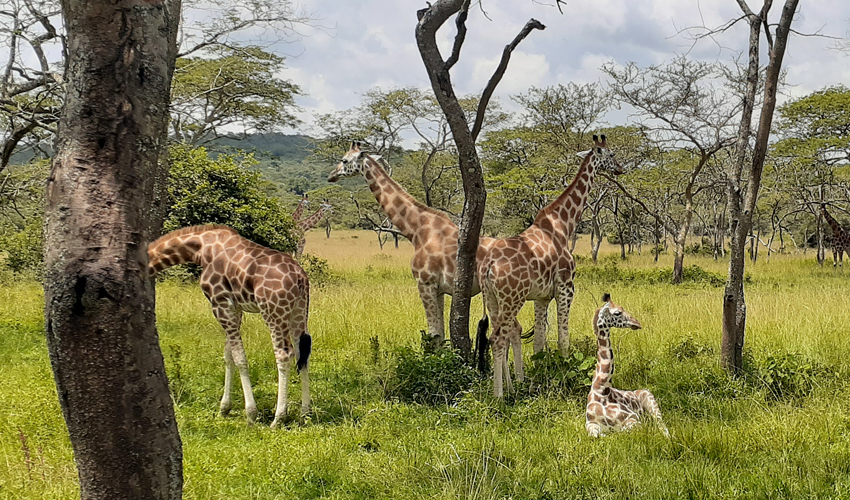 Lake Mburo National Park