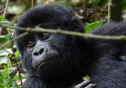 Mgahinga Gorilla National Park