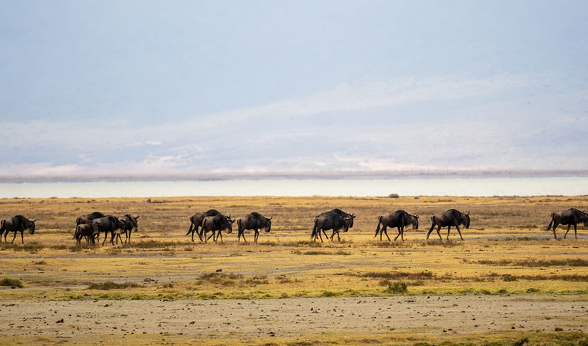 10 Days Ngorongoro Crater Wildlife Safari