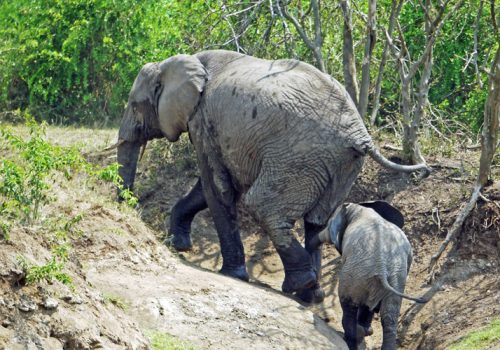 Queen Elizabeth National Park