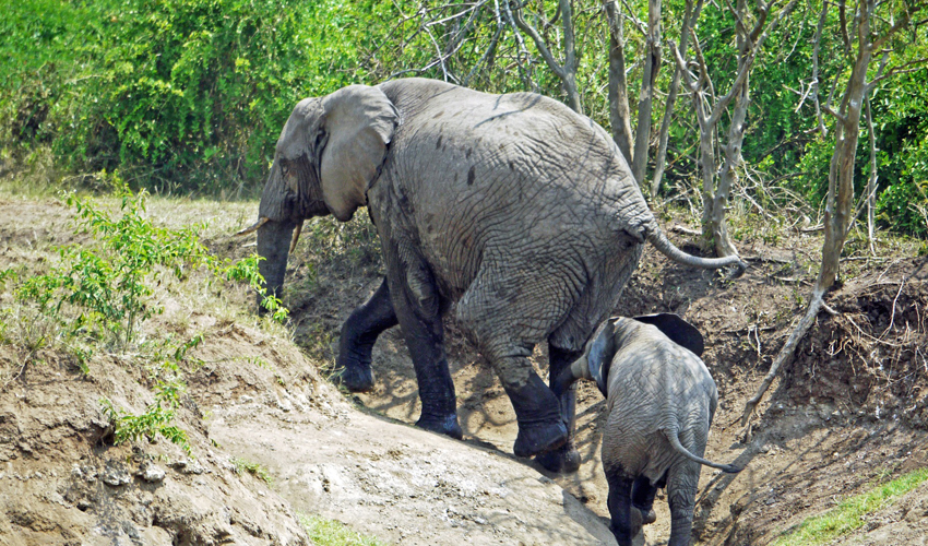 Queen Elizabeth National Park