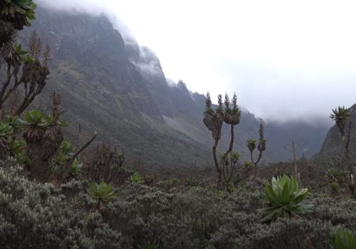 Rwenzori Mountain National Park