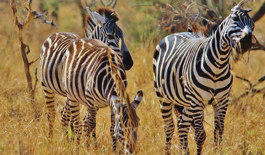 8 Days Exciting Tanzania Wildlife Tour