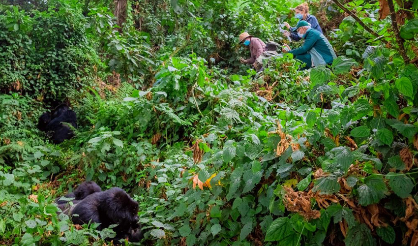 7 Days Binary Primate Tracking Rwanda Safari