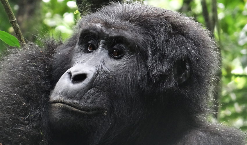 3 Days Rwanda Gorilla Trekking Adventure