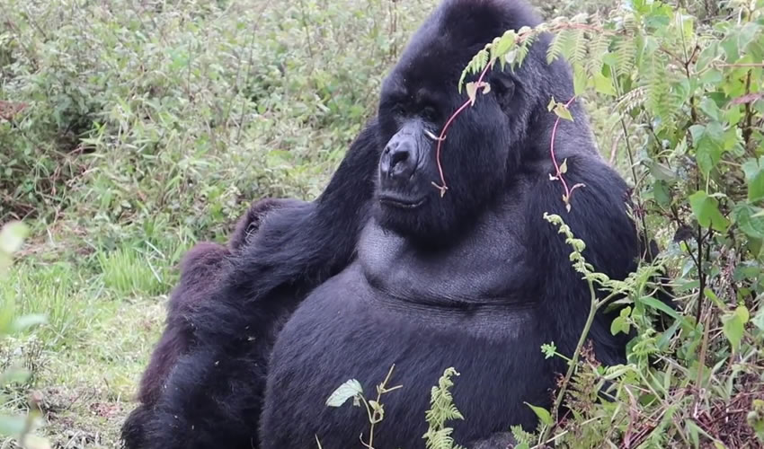 1 Day Gorilla Trekking Experience in Volcanoes National Park