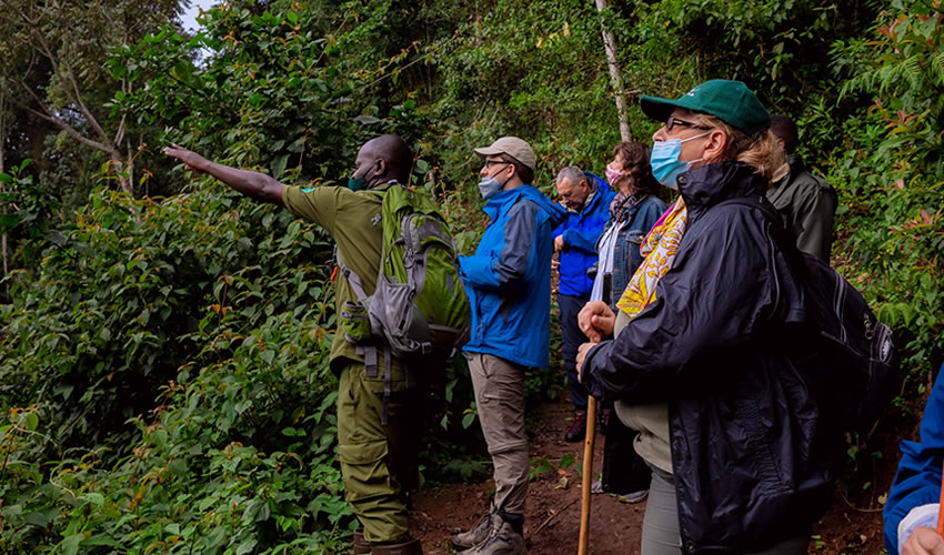 5 Days Nyungwe Forest Experience