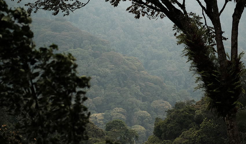 7 Days Nyungwe Forest and Lake Kivu Experience