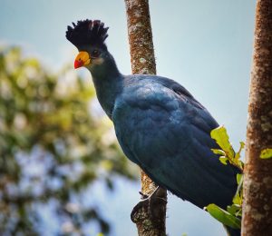 Bird-watching in Uganda