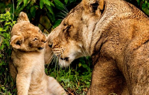 22-days-best-of-rwanda-and-uganda-adventure-safari