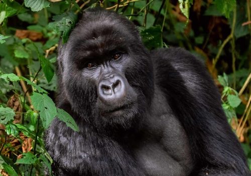 4 Days Gorilla Trekking Rwanda Safari