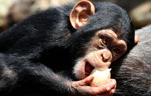 4 Days Chimpanzee Tracking Safari in Uganda