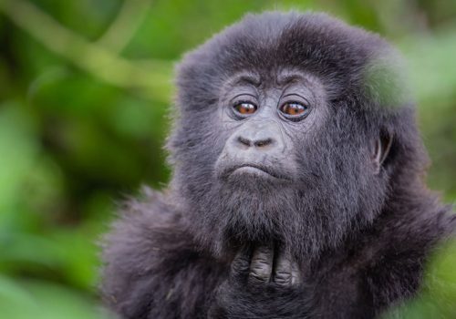 2 Days Rwanda Gorilla Trekking Adventure