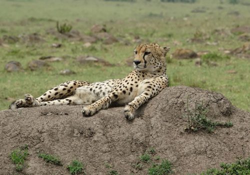 6 Days Kenya Wildlife Safari Adventure