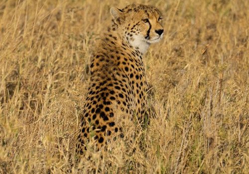 6 Days Best of Tanzania Wildlife Safari