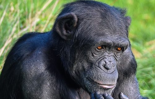 7 Days Double Primate Tracking Safari in Uganda