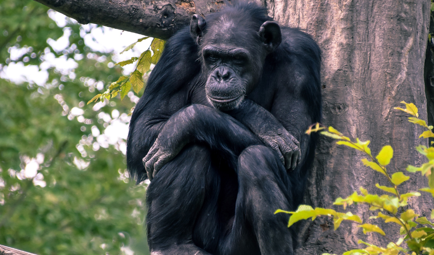 Tracking Chimpanzees in Nyungwe Forest