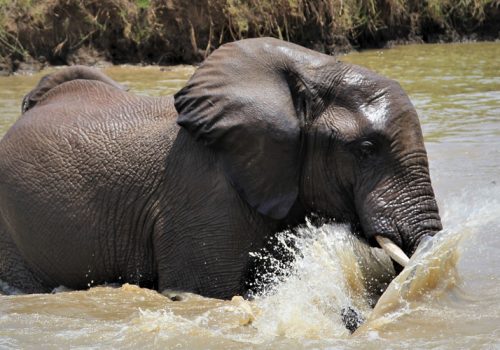 4 Days Amazing Wildlife Safari in Rwanda