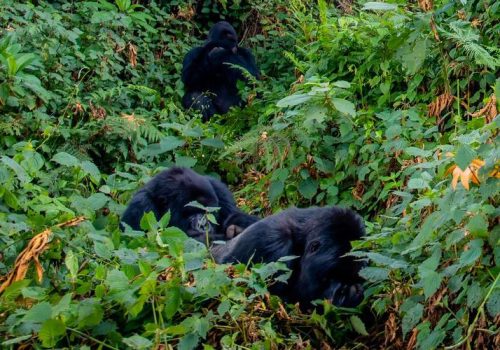 5 Days Gorilla Trekking in Rwanda