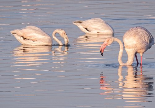 3 Days Lake Nakuru National Park Tour