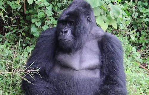 6 Days Uganda Gorilla Trekking Safari