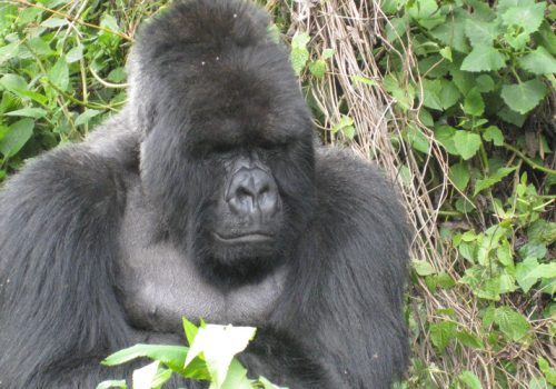 4 Days Rwanda Gorilla Trekking Tour