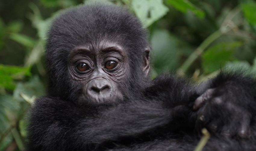 Gorilla Trekking in Volcanoes National Park