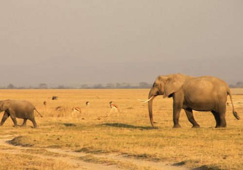 8 Days Classic Kenya Wildlife Safari