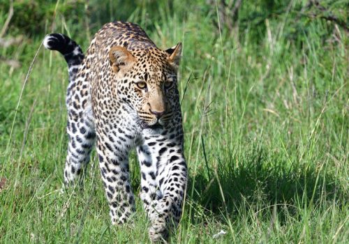 7 Days Best of Kenya Wildlife Safari