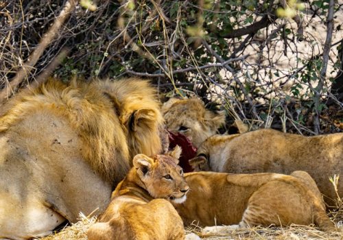 7 Days Tanzania Wildlife Safari Adventure