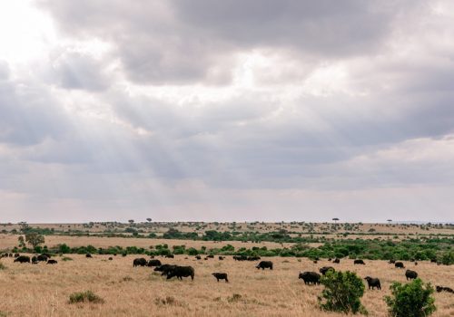 3 Days Masai Mara National Park Safari