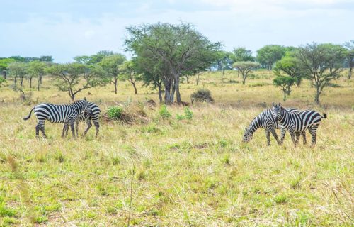 8 Days Lake Mburo National Park and Bwindi Gorilla Tour