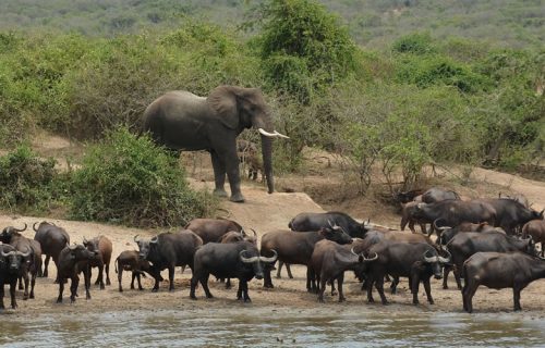 4 Days Amazing Queen Elizabeth National Park Safari