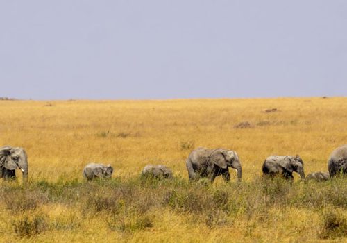 3 Days Tanzania Safari to Serengeti National Park