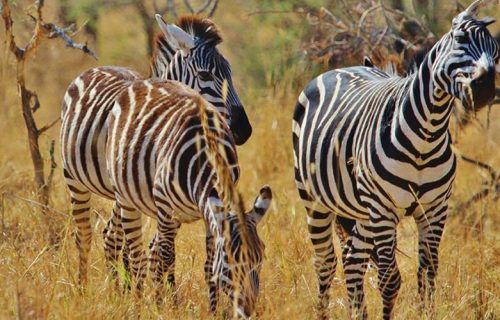 8 Days Exciting Tanzania Wildlife Tour