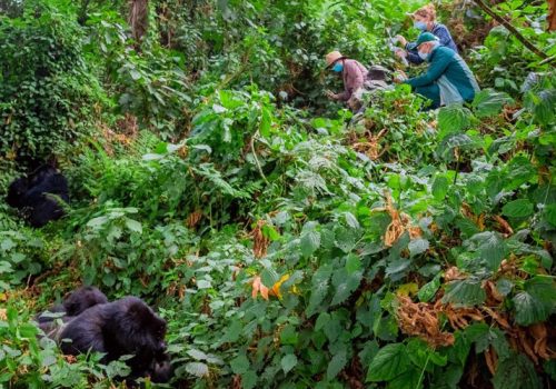 7 Days Binary Primate Tracking Rwanda Safari