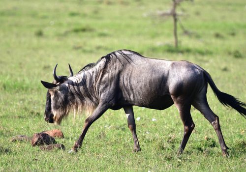 8 Days Kenya Wildlife Safari Tour