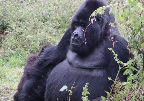 1 Day Gorilla Trekking Experience in Volcanoes National Park