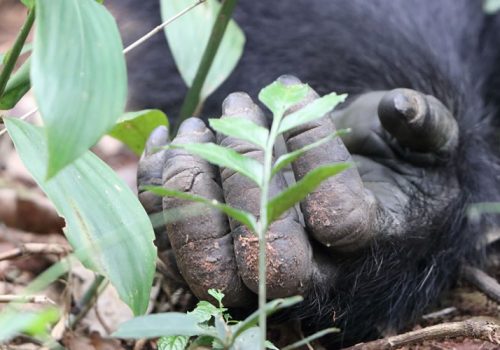 3 Day Chimpanzee Trekking in Nyungwe